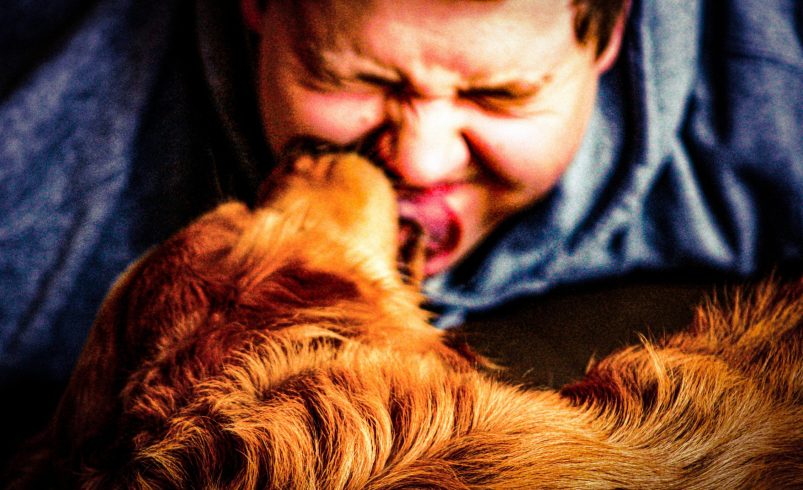 Why Animal Daycare Is Becoming a Modern Lifestyle Essential for Pet Owners